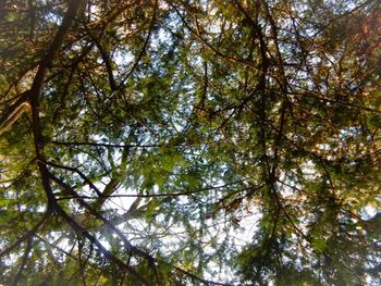 Low angle view of trees in forest