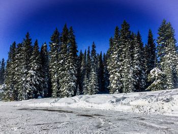 Pine trees in forest against clear sky during winter