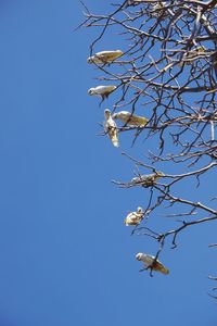 Low angle view of flowering plant against clear blue sky