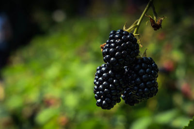 Close-up of blackberries growing on plant