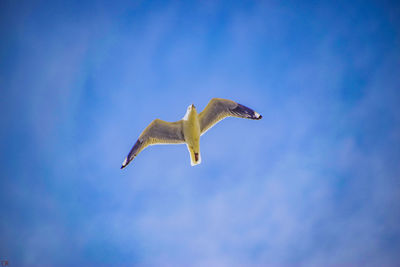 Low angle view of seagull flying in sky