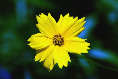 Close-up of yellow flower blooming outdoors