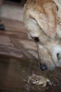 High angle view of horse in water