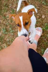 Cute small dog asking for food or treats standing on two legs.