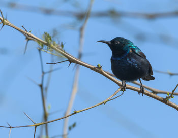 Low angle view of bird perching on branch against sky