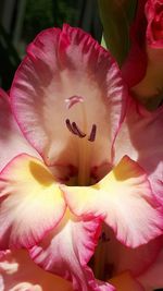 Close-up of pink rose flower