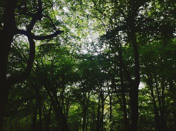 Low angle view of trees in forest