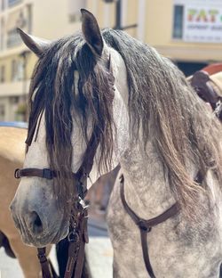 Close-up of horse