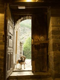 Rear view of dog standing in abandoned house