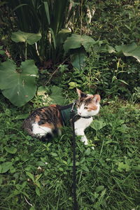 Cat relaxing in backyard