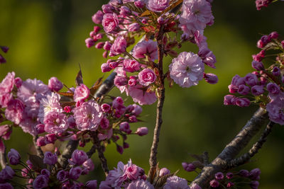 Close-up of pink cherry blossoms on tree