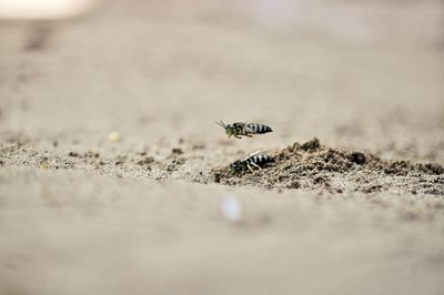 Close-up of insect on sand