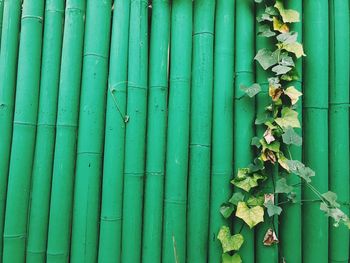 Full frame shot of bamboo on wall