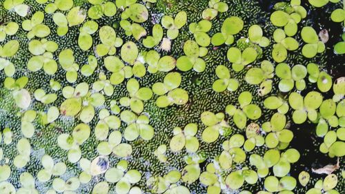 Full frame shot of plants