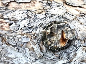 Full frame shot of tree stump