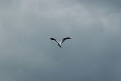 Low angle view of bird flying in sky