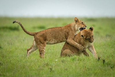 Lion cub tackles another on grass