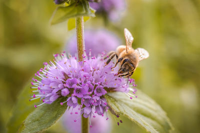 Close-up of bee pollinating on purple flower