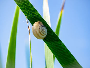 Close-up of snail on plant