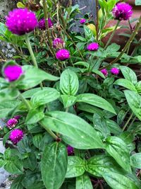 High angle view of purple flowers