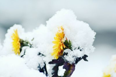 Close-up of snow on yellow flower