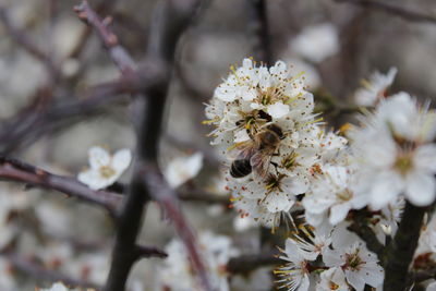 Close-up of insect on white flowers