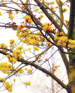 Low angle view of flowering tree against sky