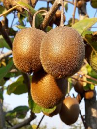 Close-up of fruit growing on tree