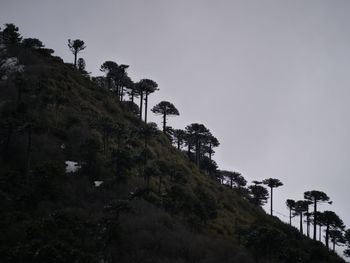 Low angle view of trees on hill against sky