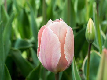 Close-up of pink tulip blooming outdoors