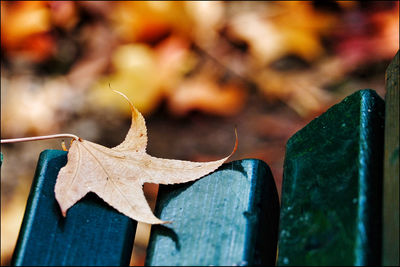 Close-up of maple leaves on wood