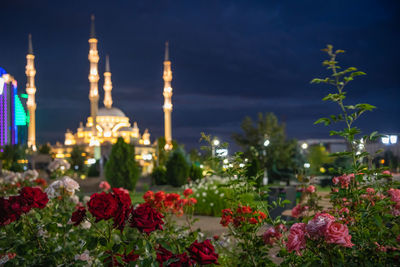 View of red flowering plants in city