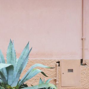 Close-up of succulent plant against building