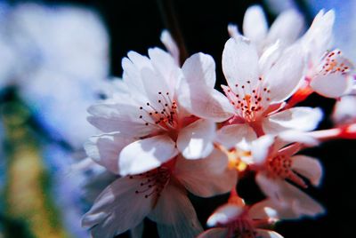 Close-up of white flower