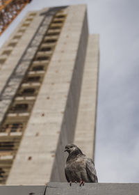 Low angle view of bird perching on wood