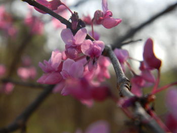 Close-up of pink flowers on branch