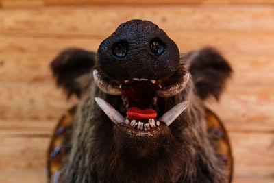 Terrible scary monster with creepy smile, wild boar head. hunting trophy..