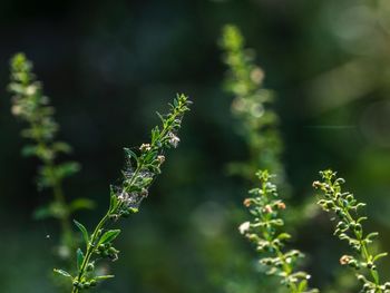 Close-up of flowering plant