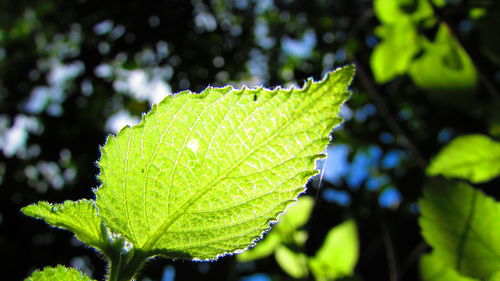 Close-up of leaves