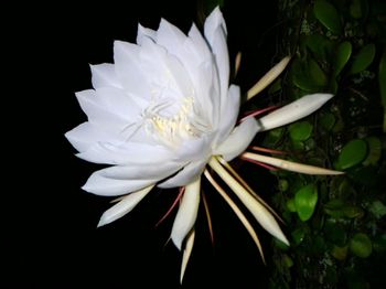 Close-up of white flowers