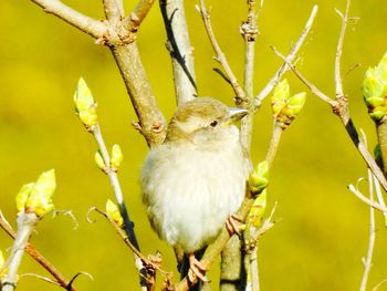 Close-up of bird perching on twig