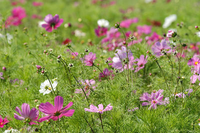 Close-up of pink cosmos flowers on field