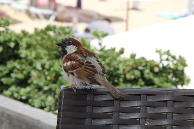 Close-up of bird perching on wood
