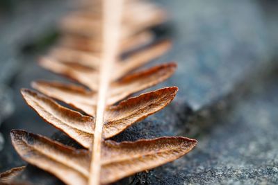 The abstract fern plant leaves in the nature