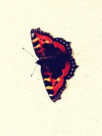 Close-up of butterfly on leaf