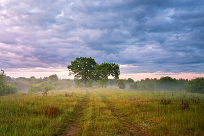 Summer misty sunrise meadow. country road green fields. large oak trees morning fog. overcast clouds