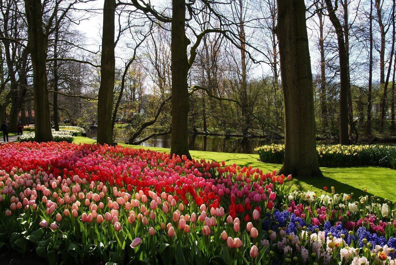 VIEW OF FLOWERS IN PARK