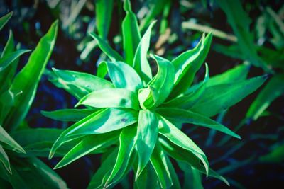 Close-up of flower plant