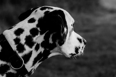 Close-up of dog looking away