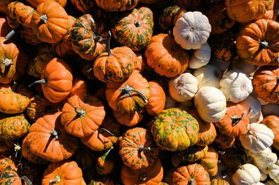 Full frame shot of pumpkins for sale